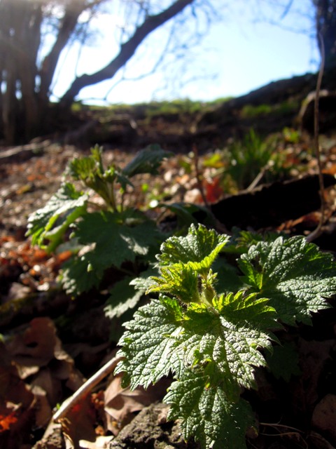nettles