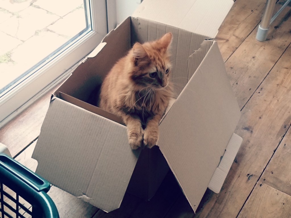 cat in a box 2